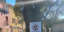 A Sestri Levante arriva la 98ma ordinanza: non ci si pu&ograve; arrampicare sugli alberi