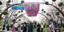 Corea del Sud, la fioritura dei ciliegi a Seul