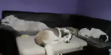 Diffuse in serata le foto dei cani di donna e figli scomparsi