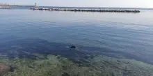 Cigno nero nel porto vecchio di Bari, stupore e curiosit&agrave; tra i passanti