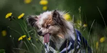 Lazare, il cane di 30 anni che sfida il record di longevit&agrave;