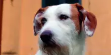 Nei Caf di Cia Cuneo il 730 &egrave; gratis per chi adotta un cane o un gatto