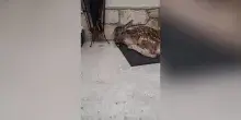 Un cerbiatto si ripara dalla pioggia sullo zerbino di una casa in Abruzzo