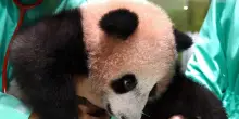 Il primo panda gigante in Indonesia pronto a incantare il pubblico