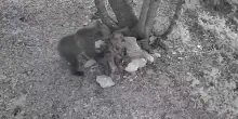 L'orso sull'Altopiano di Asiago &egrave; un maschio di due anni