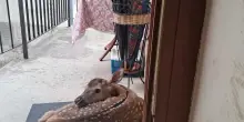 Cerbiatto si ripara dalla pioggia sullo zerbino di una casa, video virale