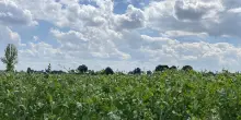 MartinoRossi e Amadori, studio sulle proteine vegetali