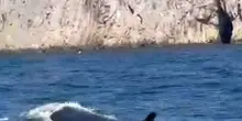 Una balenottera porta l'estate a Capri