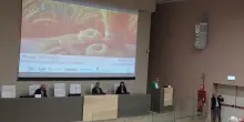 Grano duro, nel 2026 produzione nazionale con pi&ugrave; 5%. Surplus per mercato globale