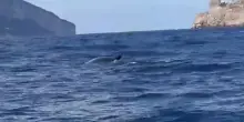 Capri, avvistata una balenottera