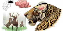 Ricostruito il cervello della tigre dai denti a sciabola vissuta anche in Italia