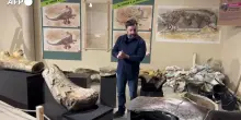 Le ossa di un Camarasaurus di 20 metri in mostra in Francia