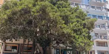 Albero Falcone a Palermo si riveste di messaggi e disegni