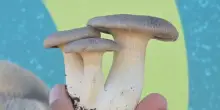 Dai terreni di Sandokan la coltivazione di funghi per lo chef stellato