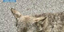 Poliziotto salva un cucciolo di lupo nel Pistoiese