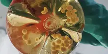 Organoidi di cervello usati per costruire biocomputer