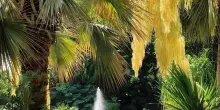 I Giardini La Mortella tra le migliori attrazioni turistiche mondiali per Tripadvisor