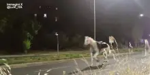 In fuga cavalli della parata 2 giugno, al galoppo sulla Colombo