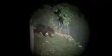 Nuovo avvistamento di un orso in Veneto, sull'Altopiano di Asiago