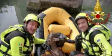 Vigili del fuoco salvano un capriolo finito in un canale nel ternano