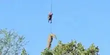 Resti umani nello stomaco di un coccodrillo in Sudafrica, forse &egrave; uomo scomparso