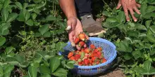 Il posto delle fragole