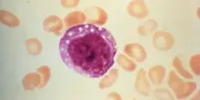 Nature, il vaccino contro l'hantavirus allo studio da 30 anni