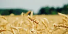 Fao, gli oli vegetali spingono al rialzo i prezzi alimentari