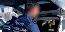 Abbandona la cagnolina che muore investita, rischia fino a sette anni
