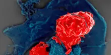Il sistema immunitario di uomini e donne funziona in modo diverso
