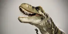 Le braccia corte del T. rex frutto di una diversa tecnica di caccia