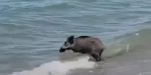 Tutti al mare nel Cilento, tra i bagnanti spunta anche un cinghiale
