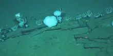 Una necropoli delle balene che ha oltre 5 milioni di anni