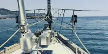 Avvistata al largo di Sanremo una famiglia di capodogli