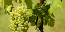 Le origini del vino raccontate dal Dna di semi trovati in Toscana
