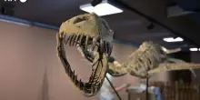 All&rsquo;asta uno scheletro di Elasmosaurus lungo 9 metri, base stimata 200mila euro