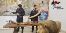 Un leone imbalsamato sequestrato durante un'operazione antibracconaggio