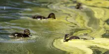 Anatra morta nella Reflecting Pool, si teme avvelenamento per vernice e alghe