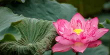 In Vietnam la fioritura del loto, fiore custode di un'identit&agrave; millenaria