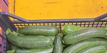 Clima favorisce produzioni con prezzi in calo al mercato, zucchine -11%