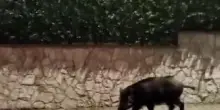 Peste suina africana, primo caso in provincia di Cuneo