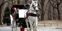 Sospese le passeggiate in carrozza a Central Park dopo la morte di un turista