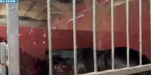 Controlli della polizia a Catania, 23 cavalli sequestrati e 7 denunce