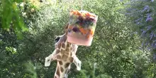 Caldo, al Bioparco di Roma ghiaccioli e piscine per aiutare gli animali