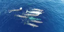 I dialetti dei capodogli del Mediterraneo evolvono nel tempo
