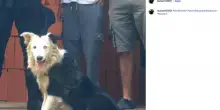 Venezuela: Tsunami, il cane soccorritore che cerca superstiti tra le macerie