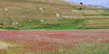 >ANSA-BOX/ A Castelluccio di Norcia il caldo spegne la fioritura