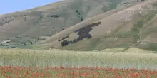 A Castelluccio di Norcia il caldo spegne la fioritura
