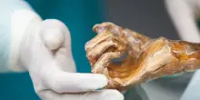 &Ouml;tzi, svelato il microbioma di 5mila anni fa
