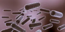 Un batterio aiuta a non riprendere i chili persi